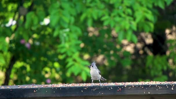 今年六月初春 在美国田纳西州北部发现了一只被认为是蓝鸟或红衣主教的小鸟 — 图库视频影像