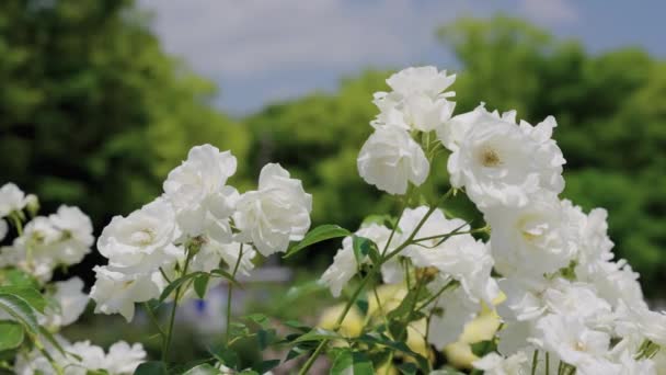 Witte Rozen Bloom Warme Zonnige Dag Met Gedeconcentreerde Achtergrond — Stockvideo