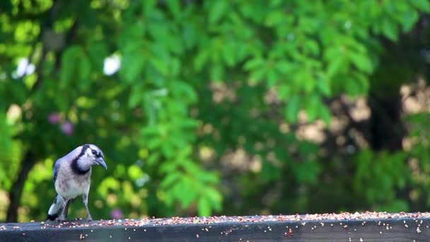 Hier Een Kleurrijke Blue Jay Gevonden Aan Oostkant Van Het — Stockvideo