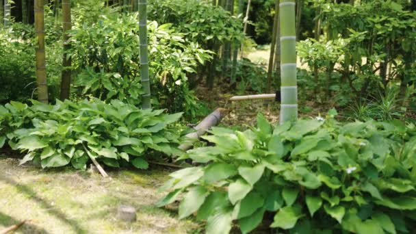 Japanese Bamboo Water Fountain Shishi Odoshi Flowing Zen Garden — стокове відео