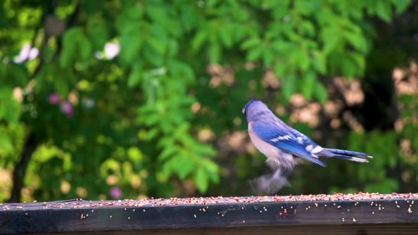 Aqui Está Colorido Blue Jay Encontrado Lado Leste Continente Norte — Vídeo de Stock