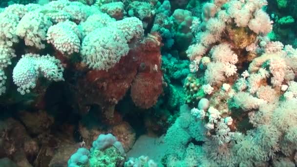 Rif Octopus Zittend Tussen Witte Zachte Koralen Tropisch Koraalrif — Stockvideo