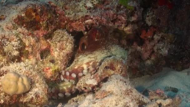 Pulpo Sentado Arrecife Coral Tropical Mostrando Tentáculos Ventosas — Vídeo de stock