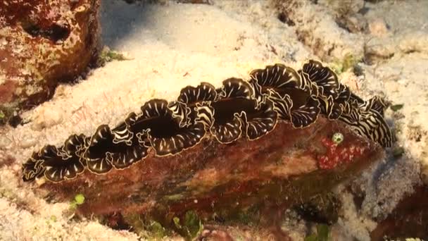 Mar Negro Shell Sentado Recife Coral Tropical — Vídeo de Stock