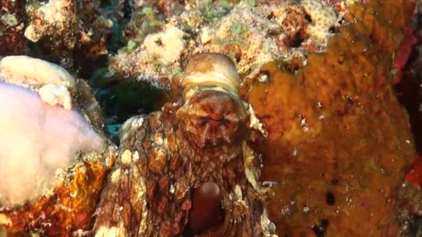 Head Eye Reef Octopus Close Tropical Coral Reef — Stock Video