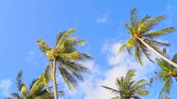 Angle Palm Tree Fronds Blow Tropical Blue Skies — Vídeo de Stock
