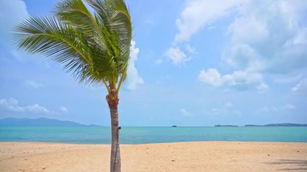 背後の海岸線の前には砂浜の熱帯浜に一本のヤシの木が立っている タイトル空間 — ストック動画