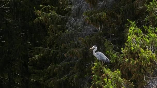 風に揺れる木の上の枝の上に座っていた灰色のヒロン アーディア シネラ が飛んでいきます エストニア — ストック動画