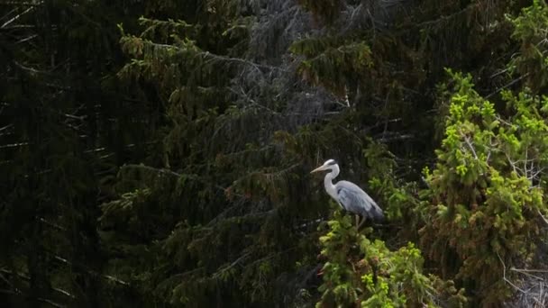 Garza Gris Ardea Cinerea Sentada Una Rama Parte Superior Árbol — Vídeos de Stock