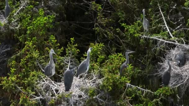 Young Gray Herons Ardea Cinerea Sitting Nest Top Tree Waiting — Vídeo de Stock