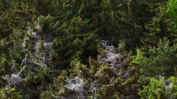 Jonge Grijze Reigers Zitten Hun Nest Wachten Tot Hun Ouders — Stockvideo