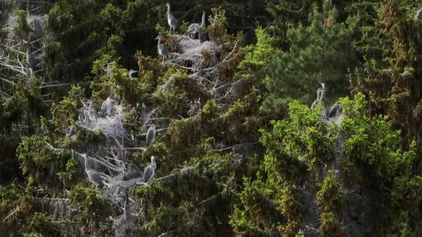 Młode Czaple Szare Ardea Cinerea Siedzą Swoich Gniazdach Czekają Rodzice — Wideo stockowe