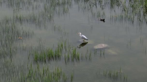 Grey Heron Ardea Cinerea Standing Underwater Stone Looking Food Another — ストック動画