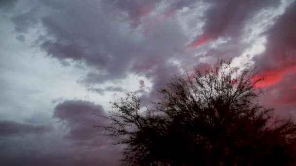 Captura Panorámica Durante Puesta Del Sol Arbusto Oscuro Con Cielo — Vídeo de stock