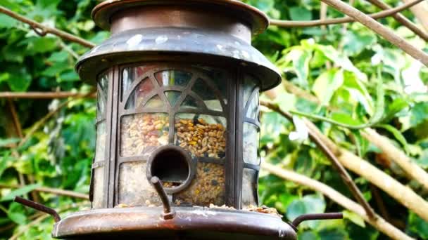 Ornate Metal Garden Bird Feeder Filled Seeds Nuts Swaying Branches — Wideo stockowe