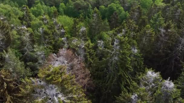 Panoramafilme Von Graureiher Kolonien Wald — Stockvideo