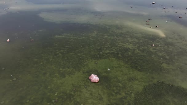 灰色鲱鱼 Ardea Cinerea 和其他海鸟飞越爱沙尼亚浅湾的空中录像 — 图库视频影像