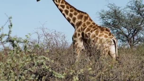 长颈鹿在纳米比亚的草原上漫游 你可以看到周围光秃秃的非洲树 卡拉哈里沙漠中的罗斯柴尔德长颈鹿 Giraffa Camelopardalis Rothschildi — 图库视频影像