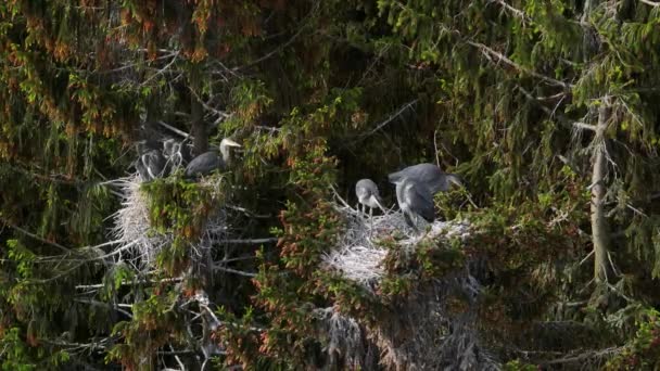 Aerial Footage Gray Herons Ardea Cinerea Sitting Nests Waiting Parents — Stockvideo