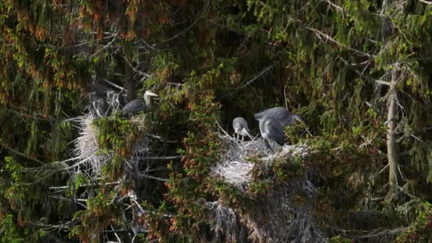 Съемки Воздуха Серые Цапли Ardea Cinerea Сидят Гнездах Ждут Родители — стоковое видео