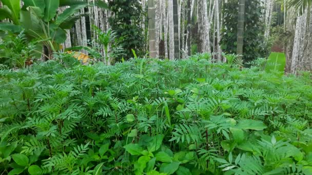 Bucolic Scene Marigold Bush Nature Static — Stockvideo