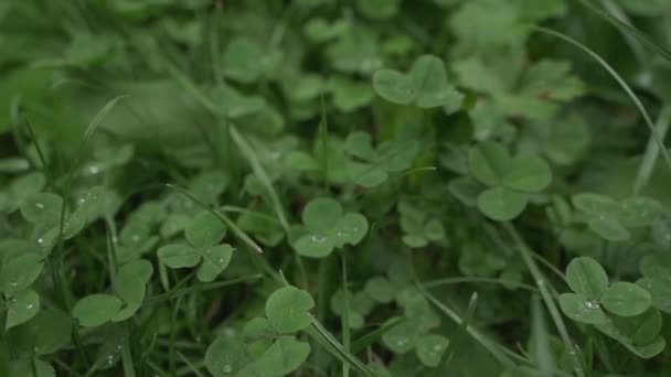 Green Clover Leaves Grass Closeup Covered Raindrops Slow Motion — Video Stock