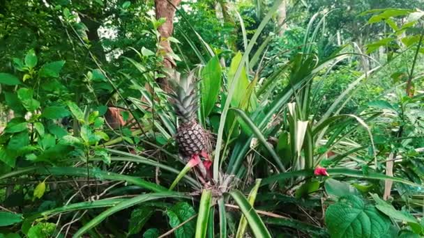 Zoom Shot Pineapple Its Parent Plant Nature — Vídeo de stock
