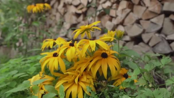 黄色の花ルドベキア トリボバまたはブラック アイド スーザンの花は スローモーションで自然の中でレンガの木や緑に囲まれています — ストック動画