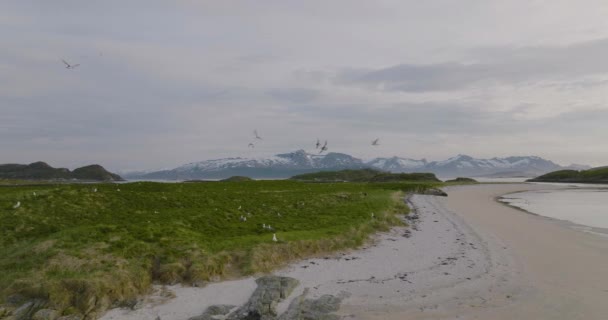 Seagull Breeding Site Lush Islet Arctic Sommaroya Archipelago Drone — Video