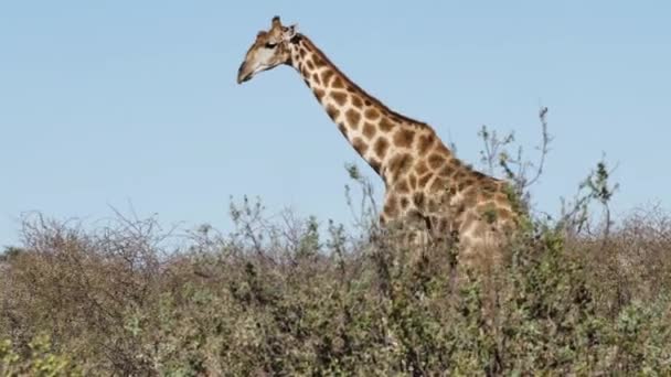 Una Grande Giraffa Vaga Deserto Della Namibia Cerca Cibo — Video Stock