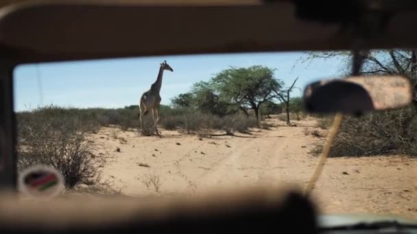 Büyük Bir Zürafa Bir Safari Arabasının Önünde Koşuyor Turistlere Çok — Stok video