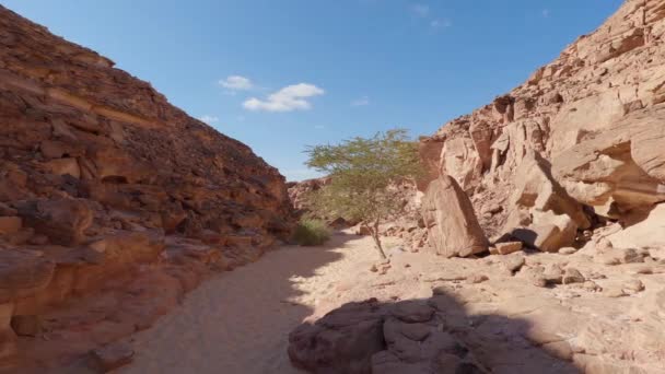 Boom Het Midden Van Woestijn Gekleurde Kloof Egypte — Stockvideo
