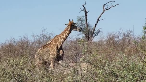 Dwie Żyrafy Wędrują Pustyni Szukając Jedzenia Drzewach — Wideo stockowe