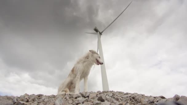 Ein Schöner Husky Collie Hund Sitzt Unter Einer Windkraftanlage Heller — Stockvideo