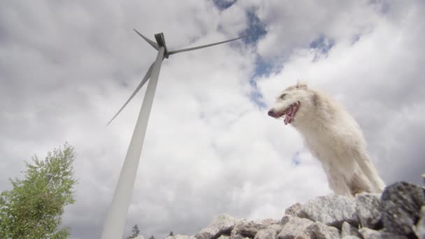Perro Husky Collie Único Está Bajo Una Turbina Viento Día — Vídeo de stock