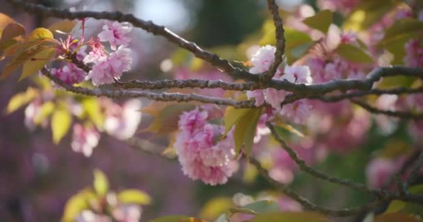 Flores Frescas Sakura Profundidades Rasas Campo Foco Seletivo Tiro — Vídeo de Stock