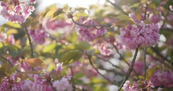 Sunlight Blooming Sakura Flowers Springtime Selective Focus Shot — Stock Video