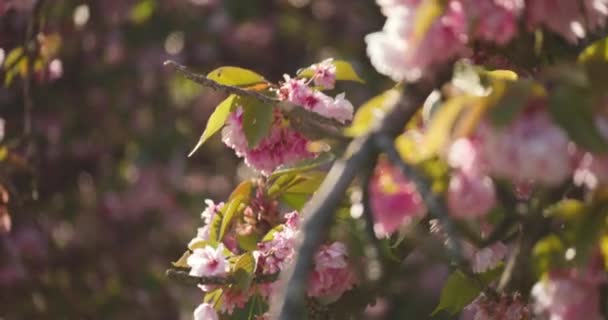 Piękne Sakura Kwiaty Porannej Lekkiej Wiatrze Strzał Selektywny — Wideo stockowe