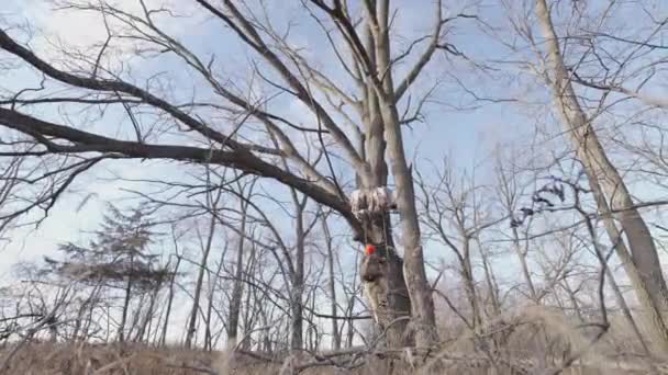 Dynamic Footage Man Climbing Ladder His Hunting Blind Been Placed — Stock Video