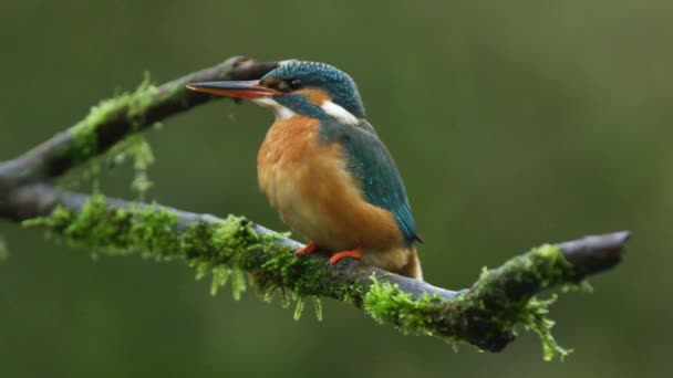 Kingfisher Pássaro Respirando Profundamente Tremendo Enquanto Empoleirado Galho Árvore Vista — Vídeo de Stock