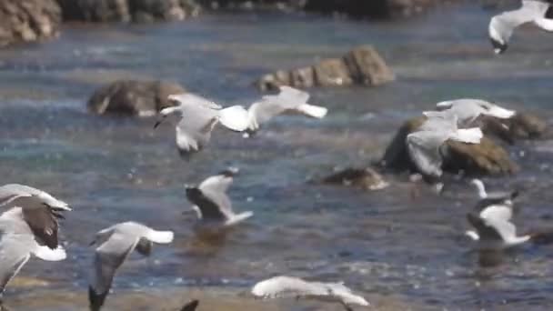 Slow Motion Shot Seagulls Unoszące Się Silnym Wietrze — Wideo stockowe
