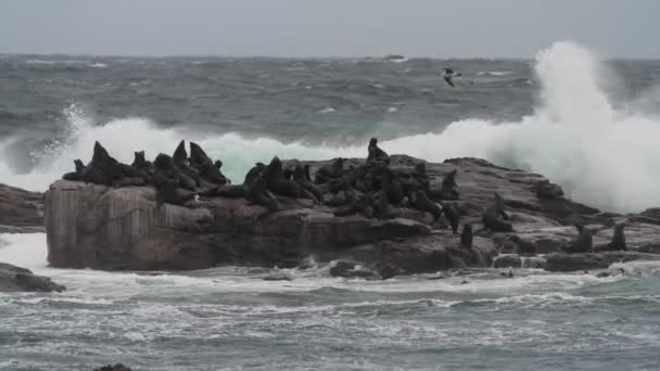 Slow Motion Shot Colony Cape Fur Seals Chilling Rock While — Vídeo de Stock