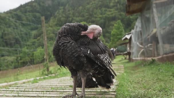 Primer Plano Del Animal Turquía Negra Parado Camino Madera Limpiándose — Vídeo de stock