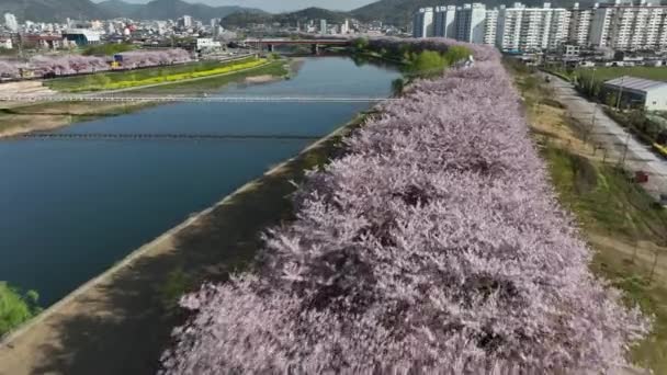 Lotnictwo Latanie Nad Kwiatami Wiśni Suncheon Korea Południowa Blisko Strzału — Wideo stockowe