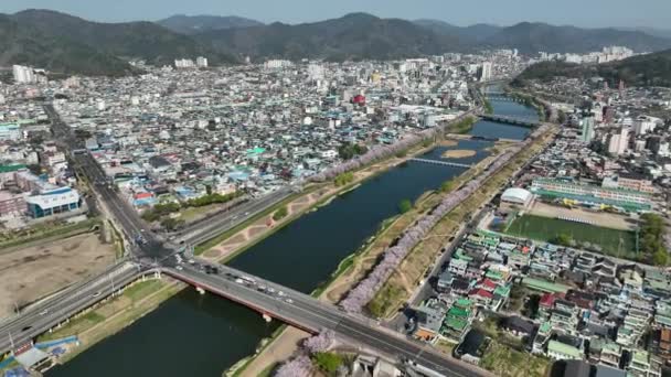 Kwiat Wiśni Suncheon City Korei Południowej Drone Materiał Filmowy Nakręcony — Wideo stockowe