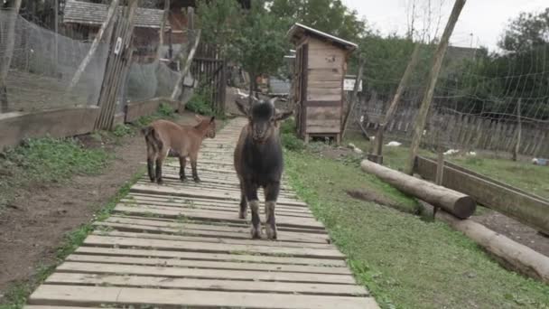 Aproxima Cabra Castanha Alimentar Com Outra Cabra Pequena Atrás Cabra — Vídeo de Stock