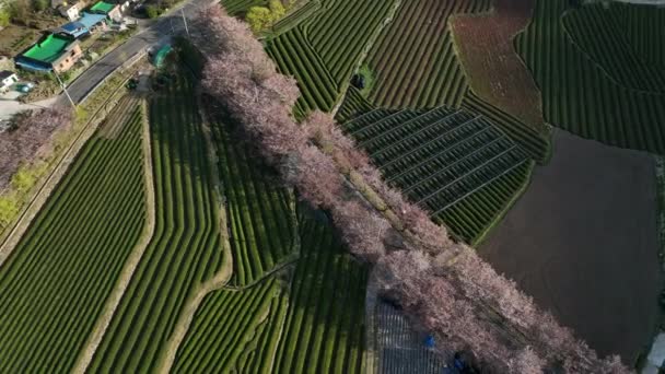 Aerial Tree Lined Road Cherry Blossoms Middle Green Tea Field — Vídeos de Stock