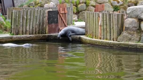 Kegelrobbe Geht Zoo Ins Wasser Zeitlupe — Stockvideo