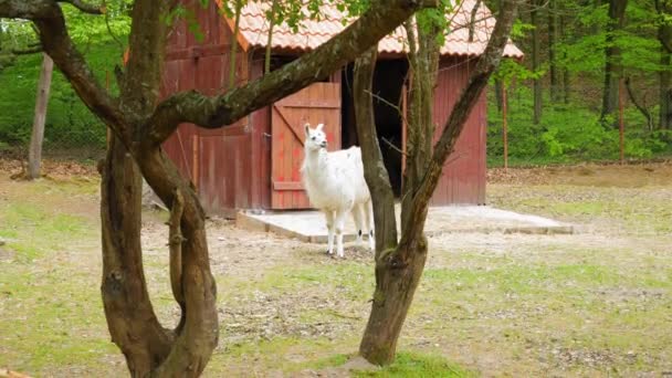 Μια Alpaca Στέκεται Στο Στάβλο Την Ημέρα Ευρύ Πλάνο — Αρχείο Βίντεο