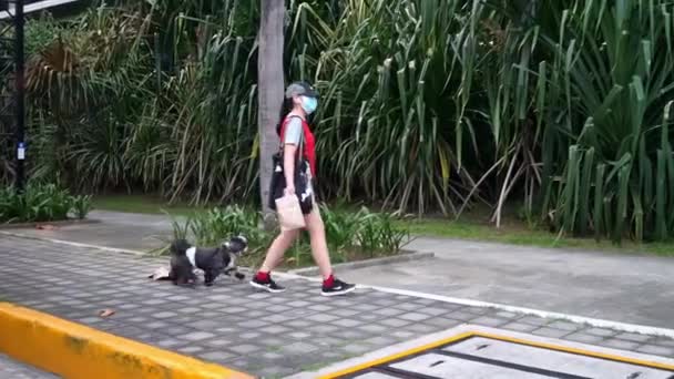 Young Responsible Pet Owner Takes Her Poodle Out Stroll Scoop — Stock Video